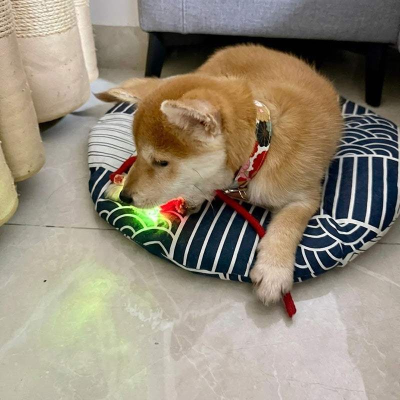 Interactive Pet Ball – Chase, Play & Entertain