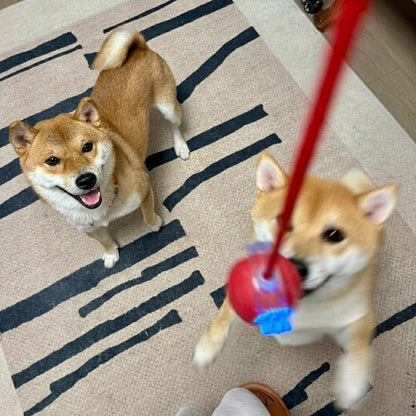 Interactive Pet Ball – Chase, Play & Entertain