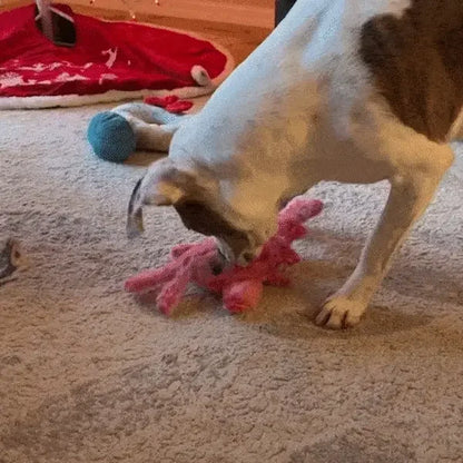 Jumpy Lobster Boredom Buster